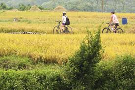 Bicycle Trip Hanoi Red River Island Half Day